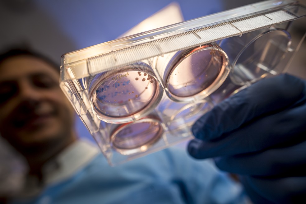 Muotri segura placas de Petri com minicérebros， organoides cerebrais humanos derivados de células-tronco. — Foto: Alysson Muotri/Arquivo Pessoal
