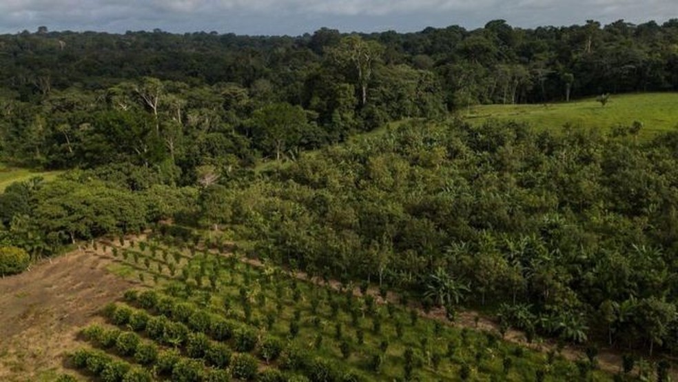 Sistema agroflorestal dentro da reserva Chico Mendes， no estado do Acre， e， ao fundo， uma floresta — Foto: Flávio Forner/Divulgação