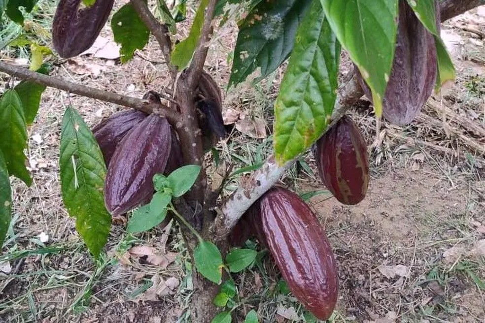 Em Jitaúna， Josenilda esperava usar os valores mais altos recebidos por seu cacau para ampliar produtividade — Foto: Acervo pessoal